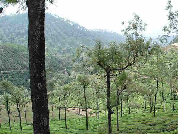बालाजी मंदिर 