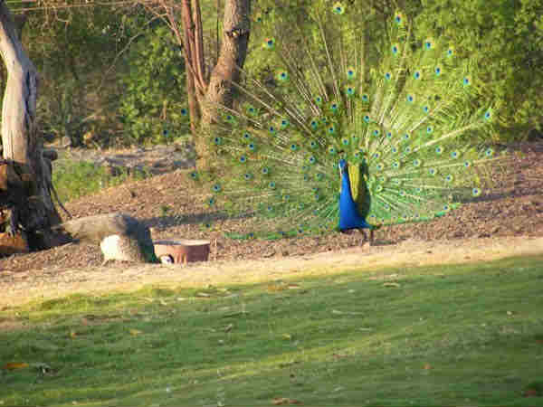 कैसे आयें 