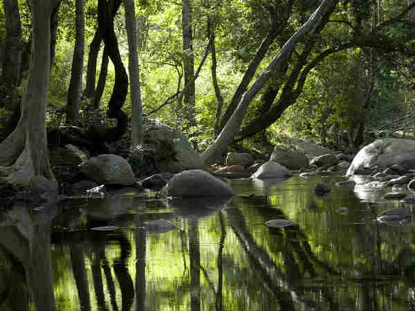 चिन्नार वन्यजीव अभयारण्य 