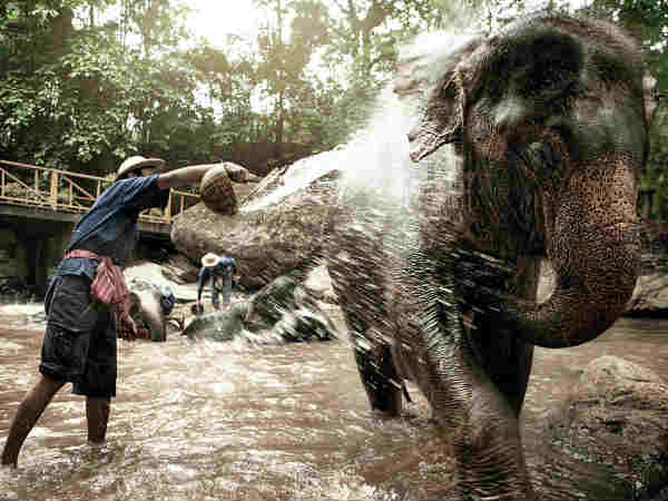 हाथियों के बाथ सपा 