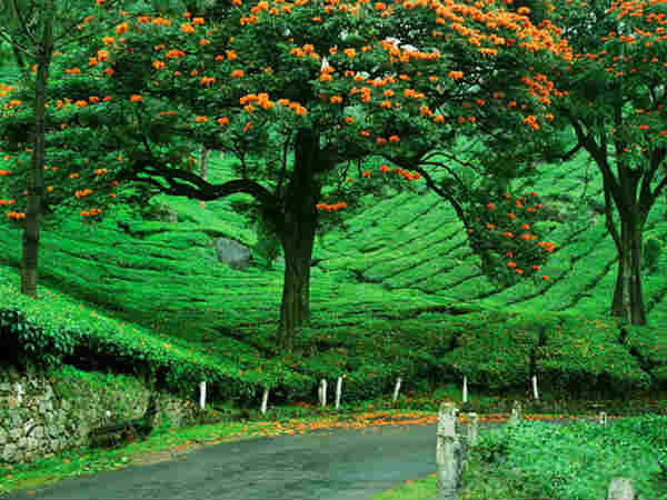 केरल की हरियाली 