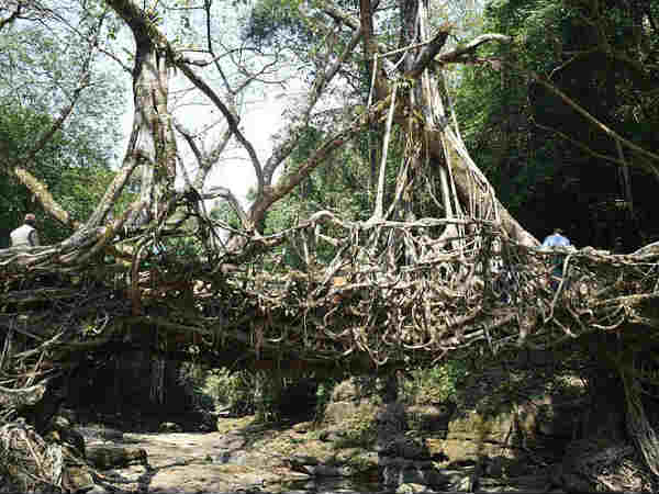 लिविंग ट्री रूट ब्रिज ऑफ़ चेरापूंजी
