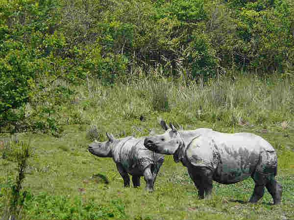 काज़ीरंगा राष्ट्रीय उद्यान, असम