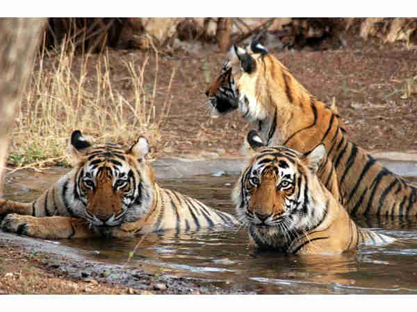 कान्हा राष्ट्रीय उद्यान,मध्य प्रदेश 