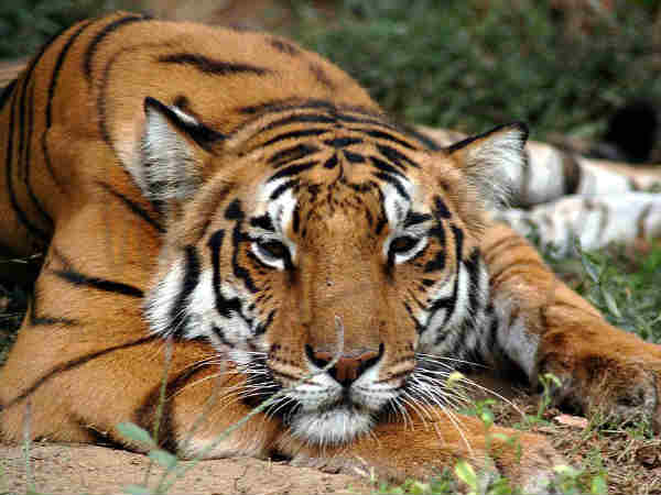 दुधवा राष्ट्रीय उद्यान