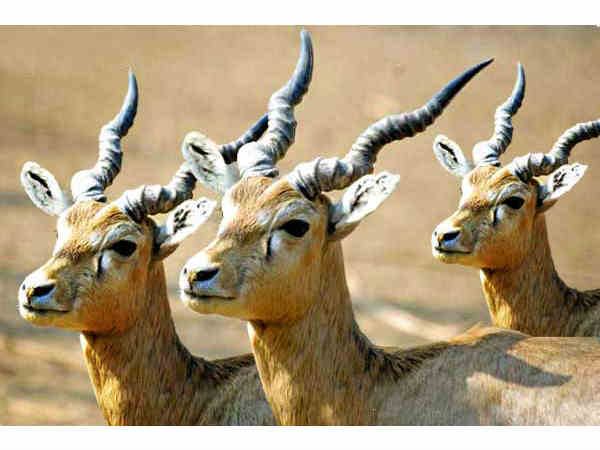 बांधवगढ़ राष्ट्रीय उद्यान, मध्य प्रदेश