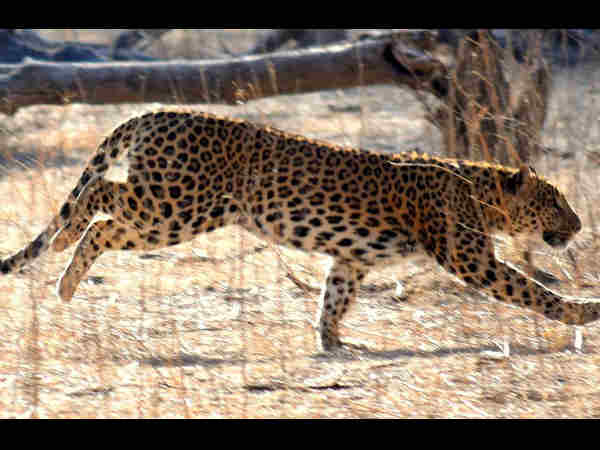 टाइगर रिजर्व 