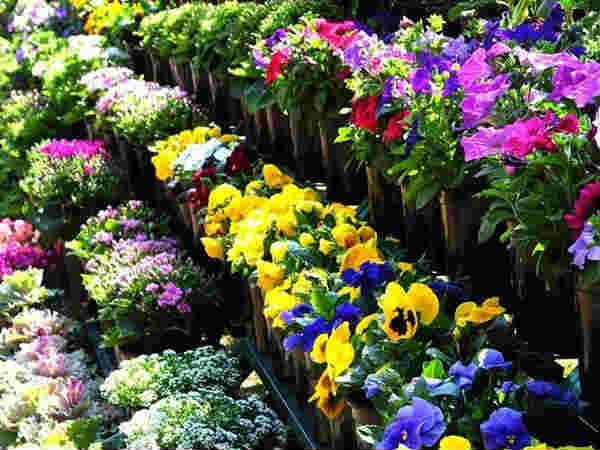 अंतर्राष्ट्रीय पुष्प महोत्सव