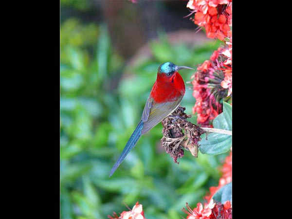 पंगोट और किलवरी बर्ड सेंचुरी 