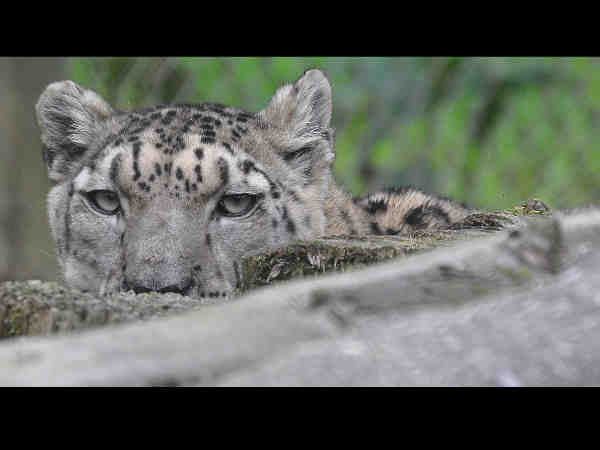 हिमालयन जूलॉजिकल पार्क