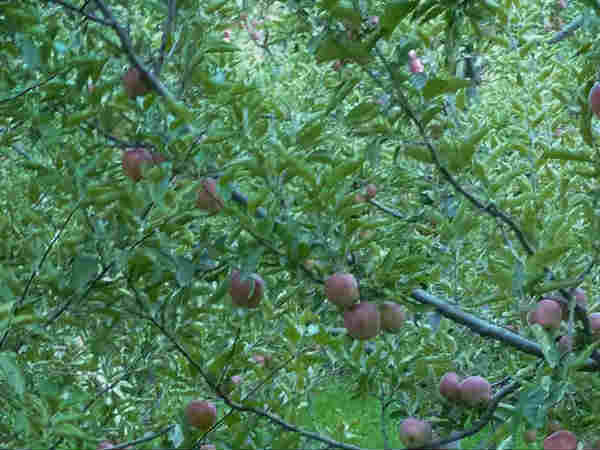 नारकंडा 