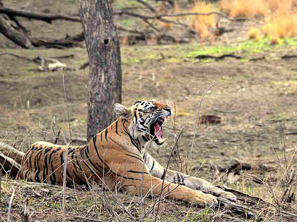 रणथम्बोर राष्ट्रीय उद्यान राजस्थान