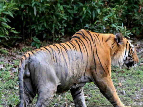 दुधवा नेशनल पार्क या टाइगर रिज़र्व