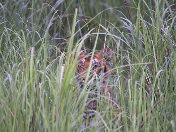 पीलीभीत 