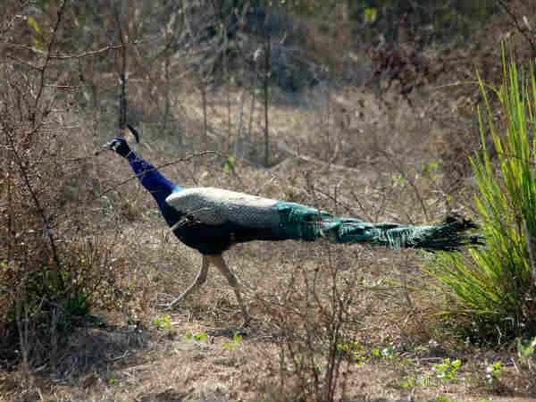 केवलादेव राष्ट्रीय उद्यान भरतपुर