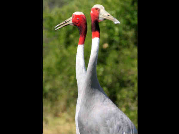 केवलादेव घना राष्ट्रीय उद्यान, भरतपुर 