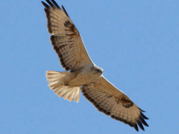 रेगिस्तान राष्ट्रीय अभयारण्य