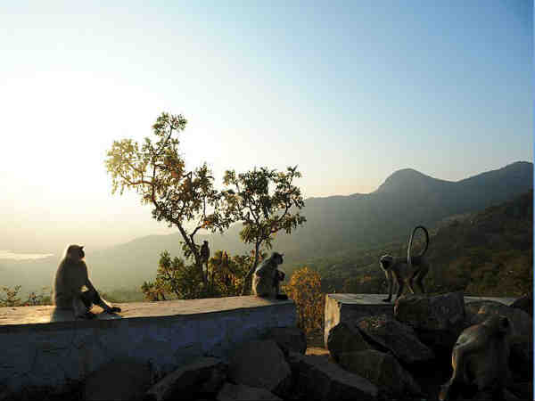 माउंट आबू वन्यजीव अभयारण्य 