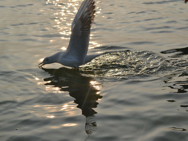 सैंकड़ों प्रजातियों के लाखों प्रवासी पक्षी 