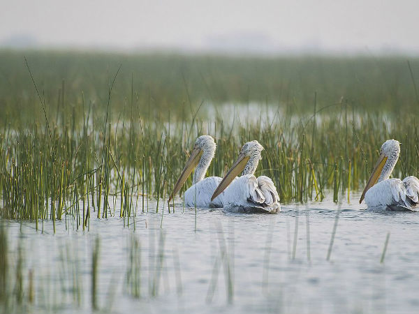 225 किस्म के मेहमान पक्षी