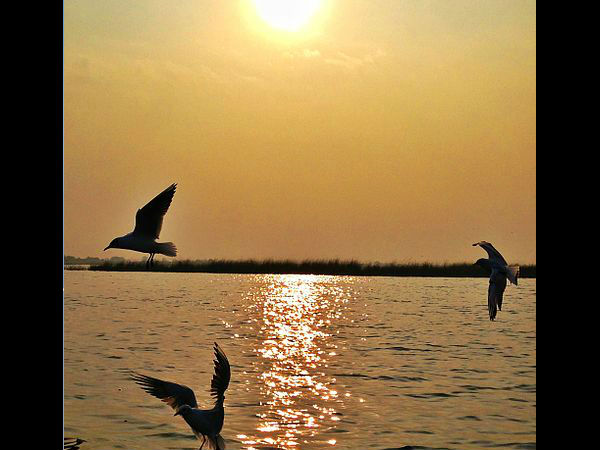 क्या खाए 