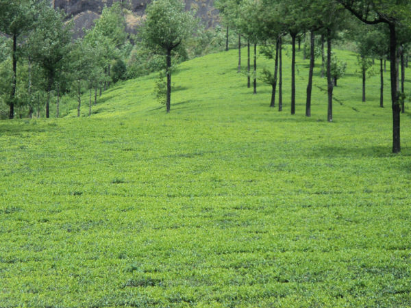 चाय संग्रहालय