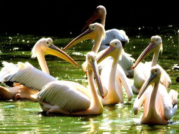 कैसे पहुंचे?