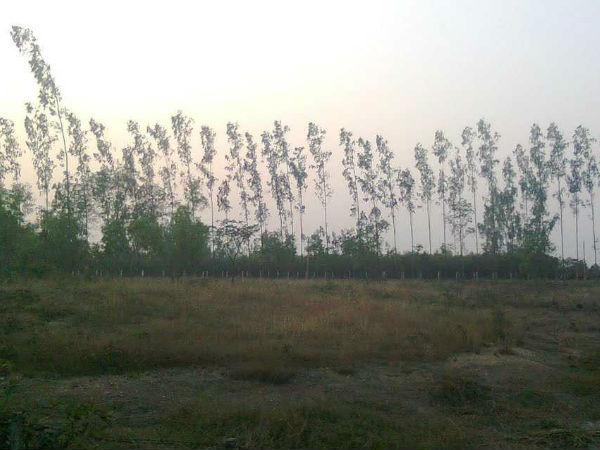 सुरुलिया 