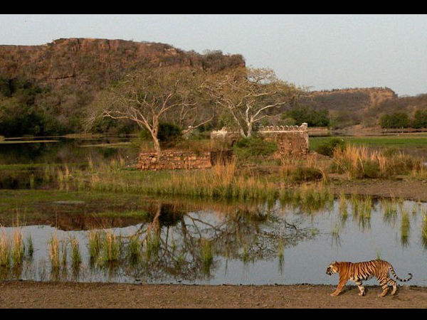 रणथम्भोर नेशनल पार्क 