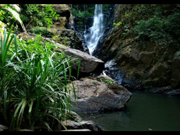 नेत्रावली