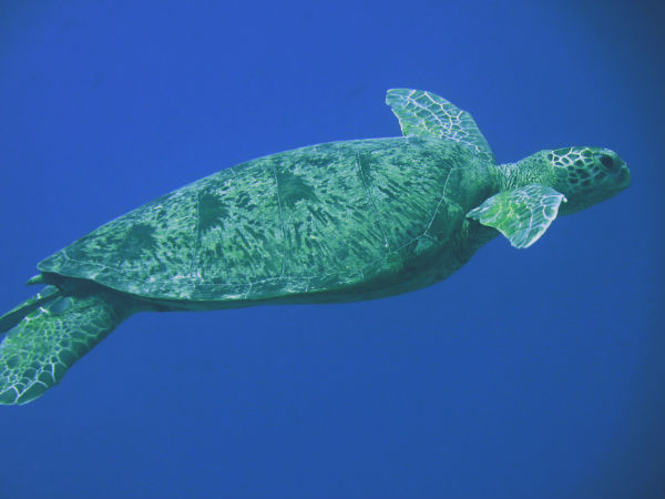 यात्रा के लिए सलाह 