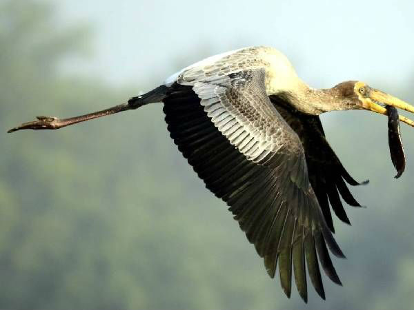 पक्षियों को निहारे