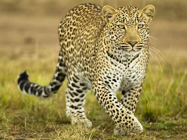 घूमे दिबांग घाटी 