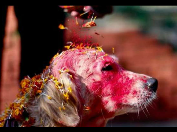 वफादार कुत्ता 