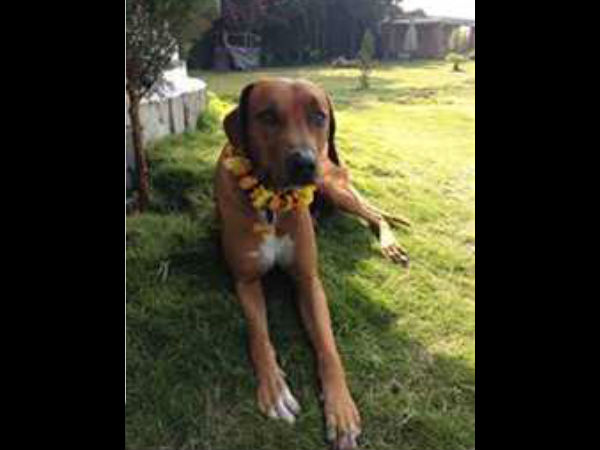 कुकुरदेव का मंदिर