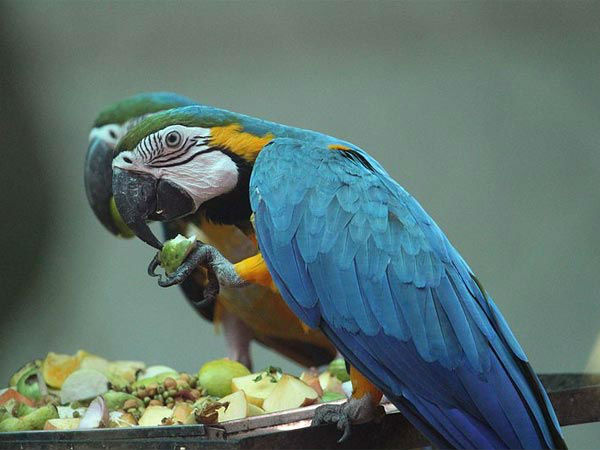 अरिग्‍नार अन्‍ना चिडियाघर उद्यान, चेन्‍नई