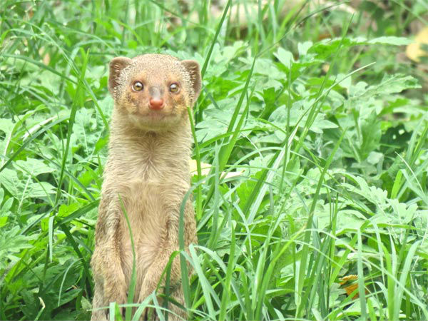 पन्‍ना नेशनल पार्क