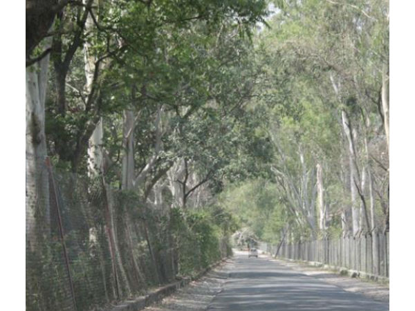  उंचे उंचे पेड़ों से घिरा हुआ है