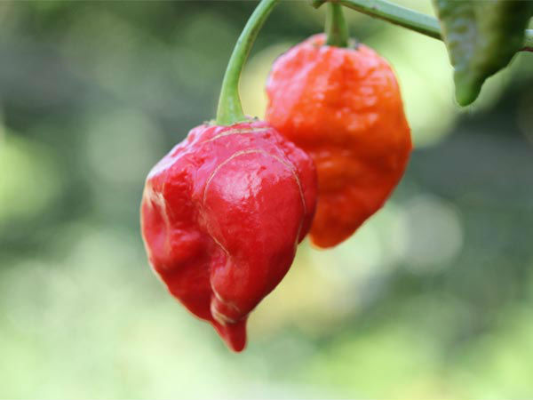 सबसे तीखी मिर्च भूत जोलोकिया जरूर चखें