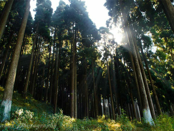 दार्जीलिंग - गंगटोक