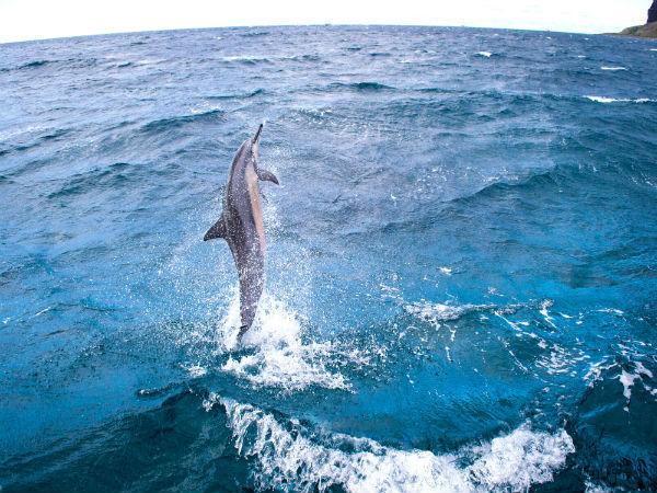 डॉल्फिन देखना