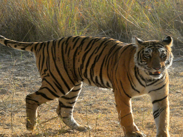 रणथंभौर राष्ट्रीय उद्यान