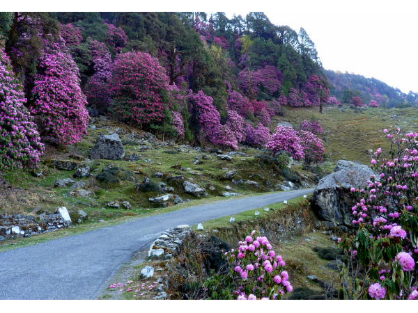 एकांत में मनाये छुट्टियाँ चोपता,उत्तराखंड 