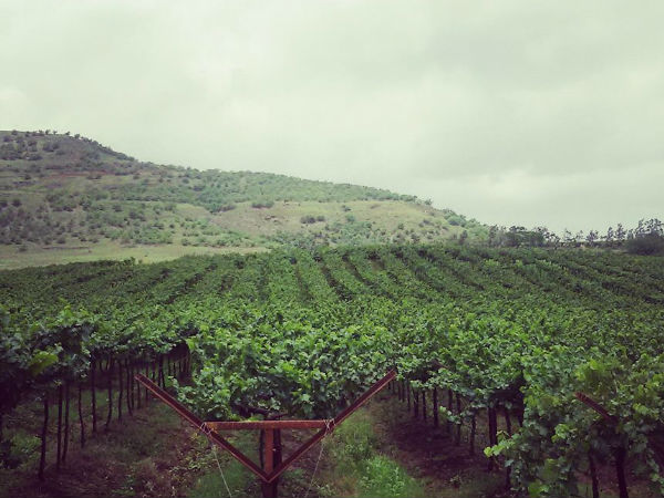 सुला वाइनयार्ड्स 