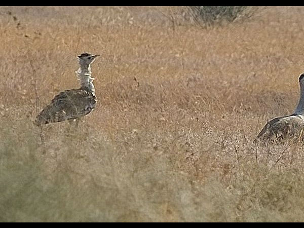 गेट्र इंडियन बस्टर्ड वन्यजीव अभ्यारण्य 