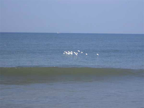 तन्निरभावी तट