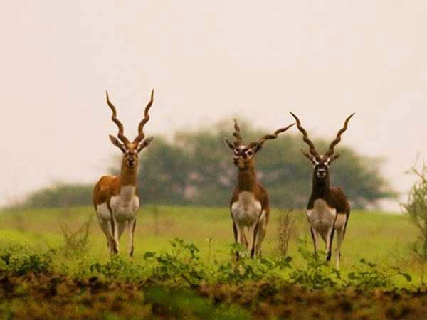 रनेबेन्‍नुर ब्‍लैक बक अभ्‍यारण्‍य