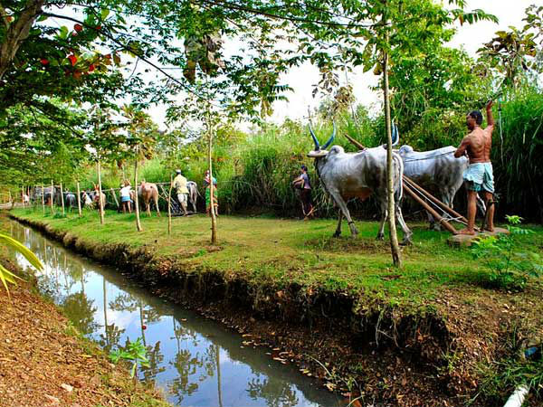 शिग्‍गांव का उत्‍सव रॉक गार्डन
