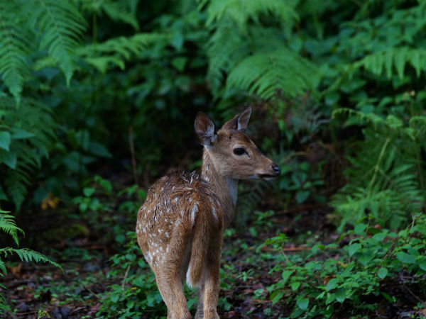 वॉटर एडवेंचर और जंगल सफारी