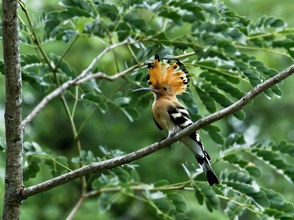 शूलागिरि